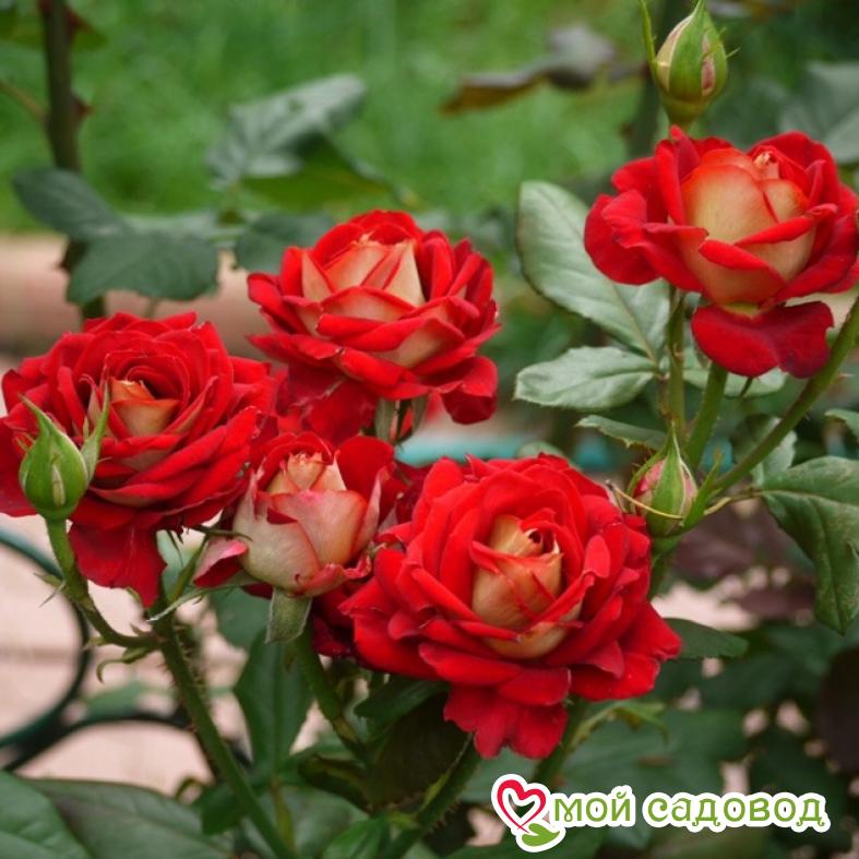 Роза Нью Фешн