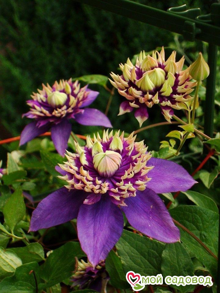 Клематис Тайга