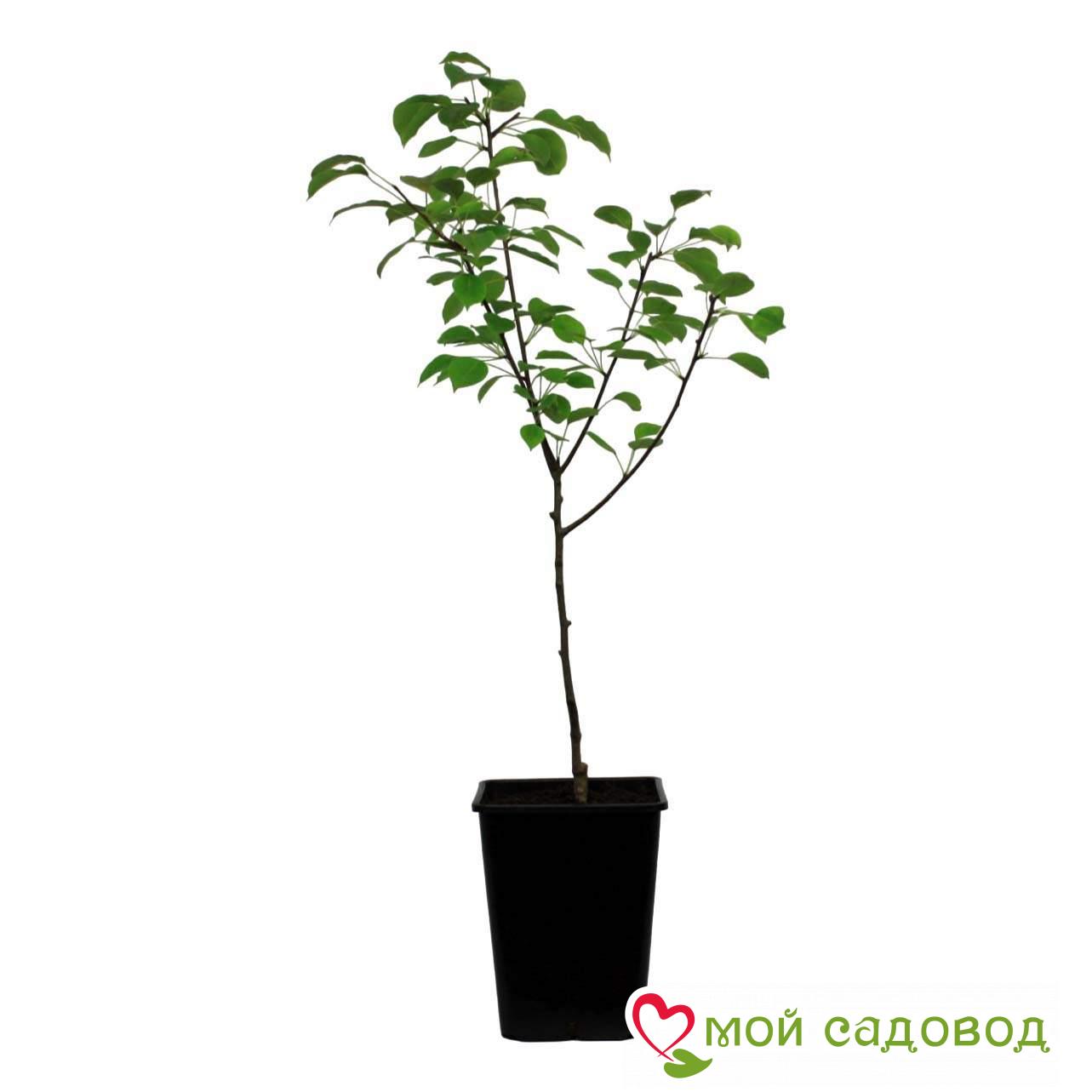 Груша Долорес