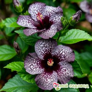 Хоста Кэтлин