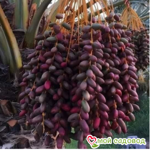 Виноград Блэк Перпл